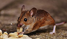 24 Hour & Emergency Exterminators in Gregg, PA